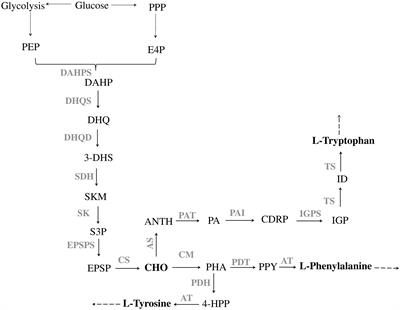 Bioprocess Optimization for the Production of Aromatic Compounds With Metabolically Engineered Hosts: Recent Developments and Future Challenges